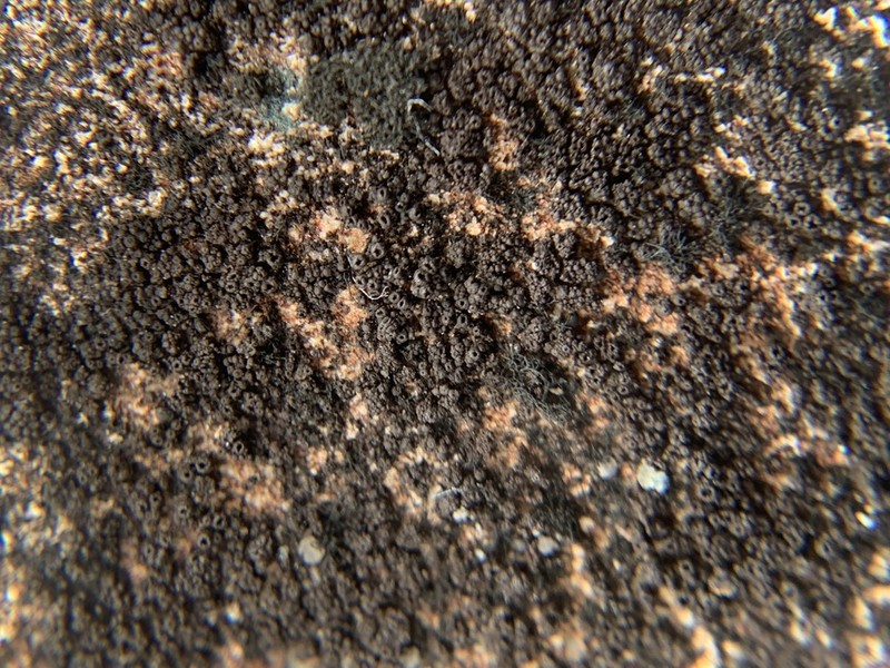 Pyrenopsis Lichen photo 6