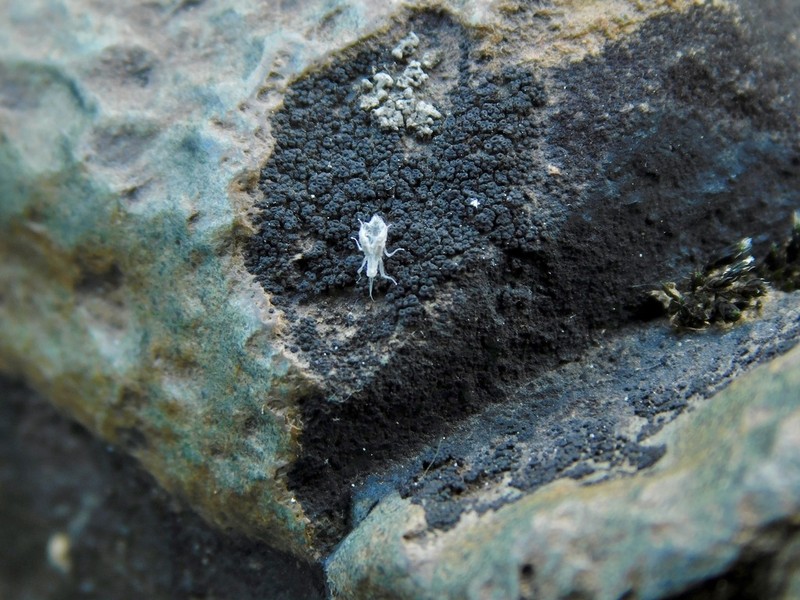 Pyrenopsis Lichen photo 7