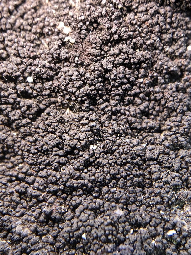 Pyrenopsis Lichen photo 8