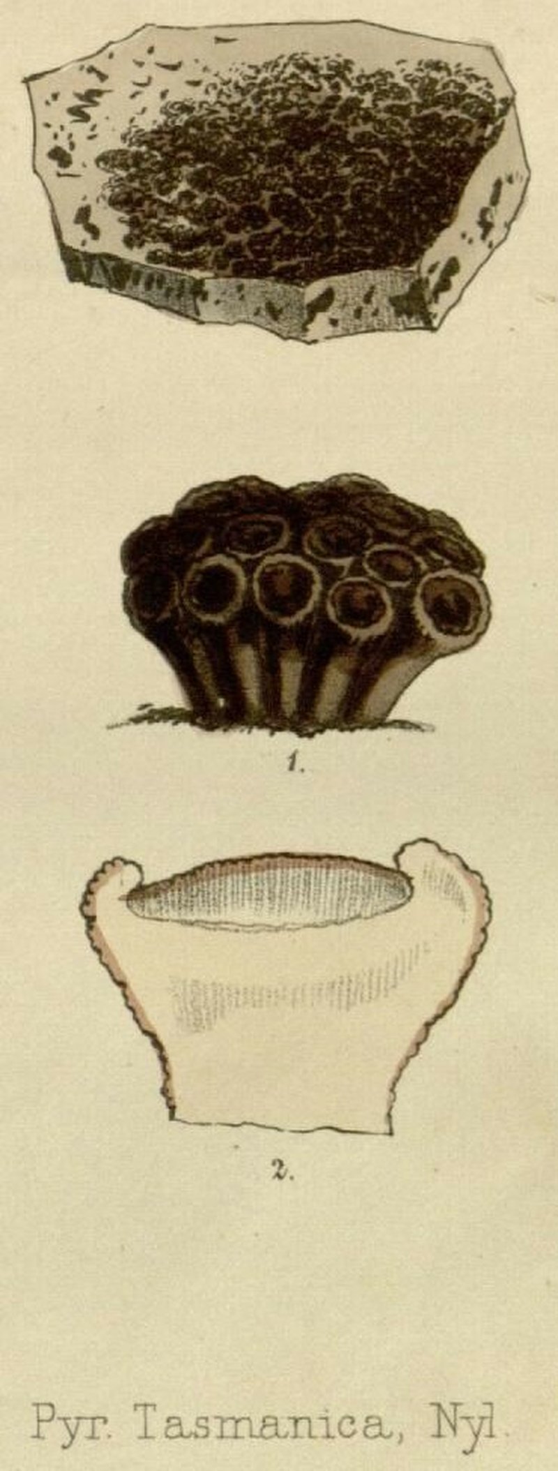 Pyrenopsis tasmanica