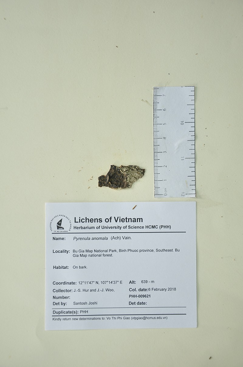 Wart Lichen