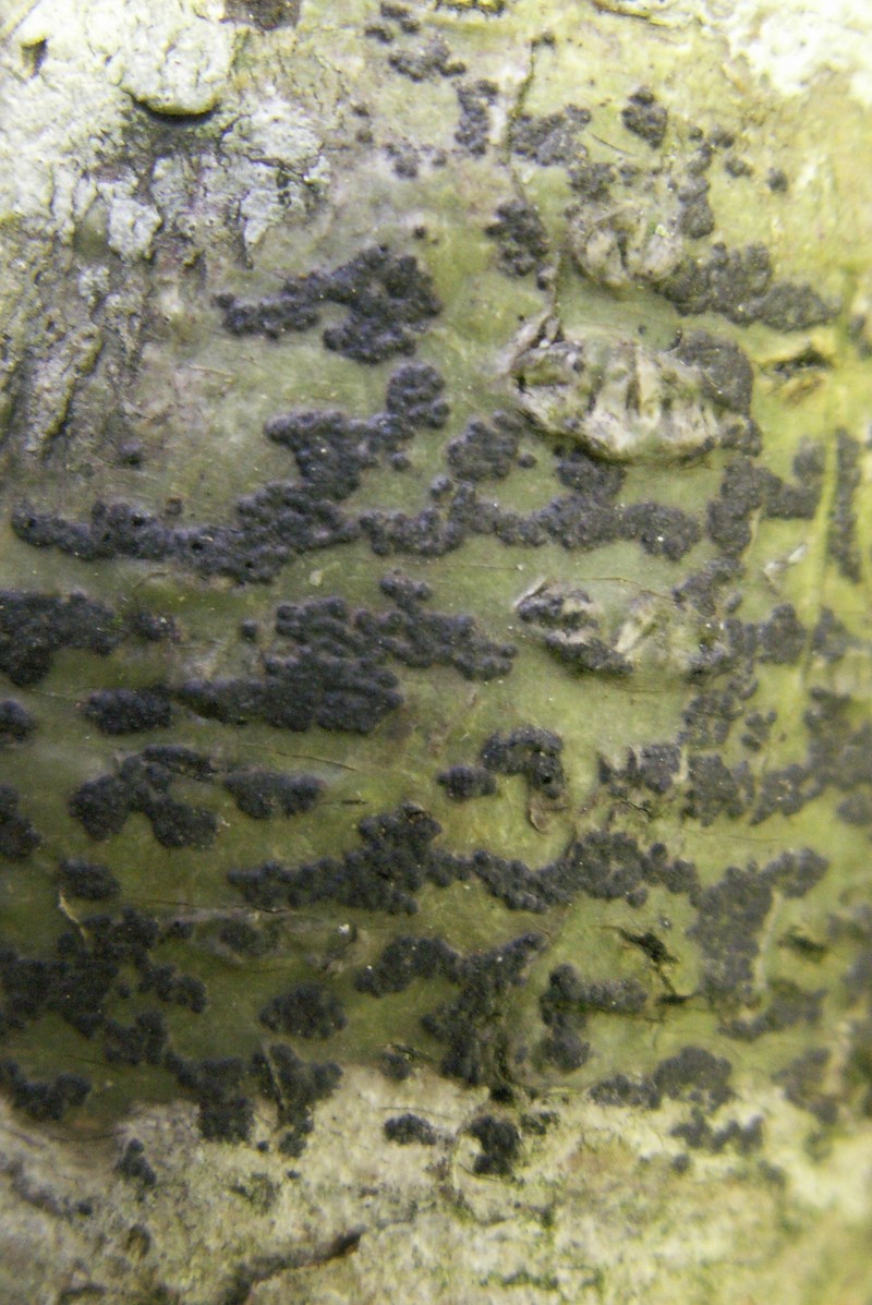 Wart Lichen photo 2