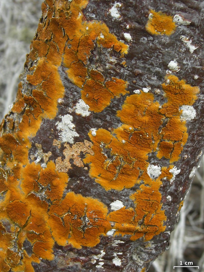 Wart Lichen
