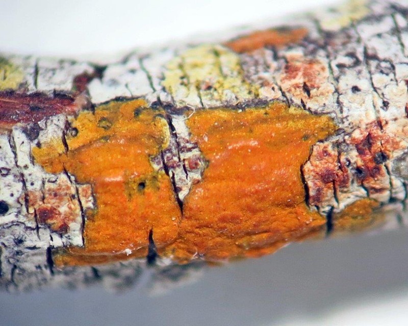 Wart Lichen