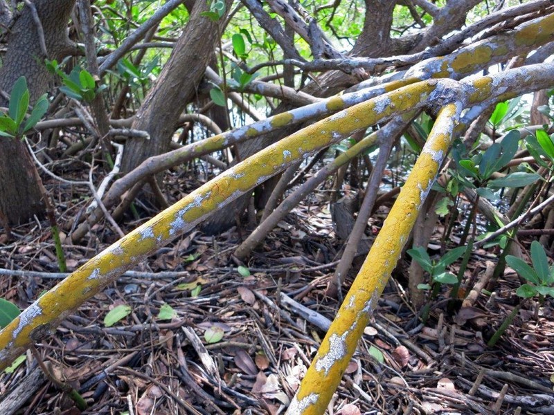 Wart Lichen photo 2