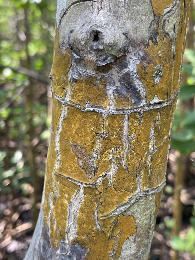 Wart Lichen photo 3