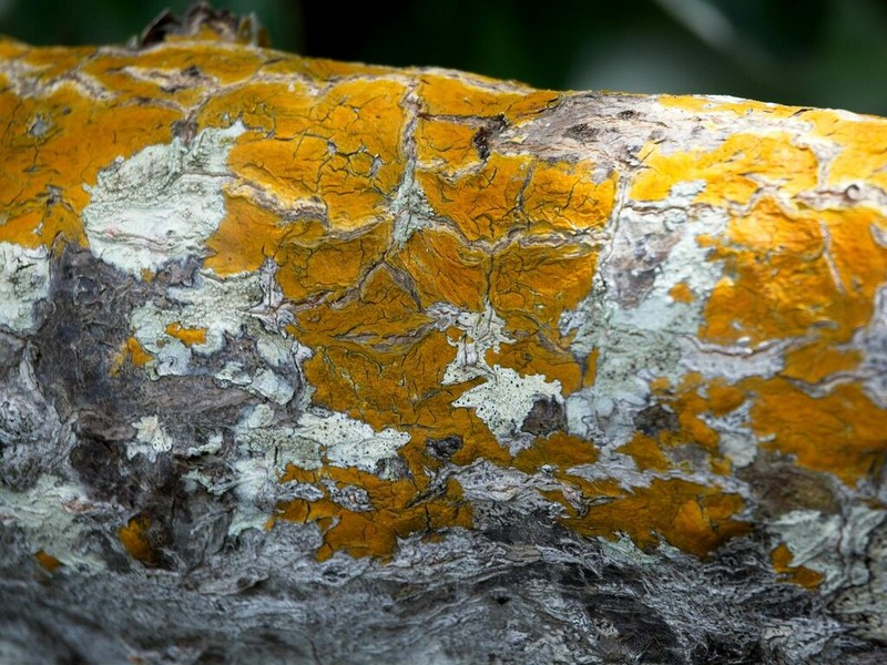 Wart Lichen photo 4