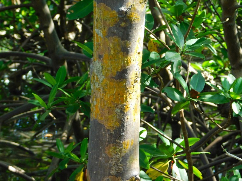 Wart Lichen photo 5