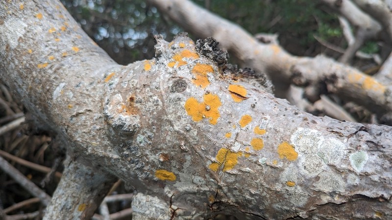 Wart Lichen photo 6