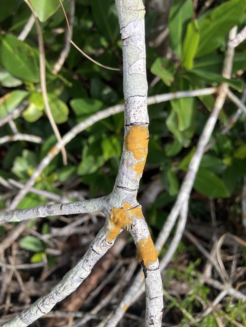 Wart Lichen photo 7
