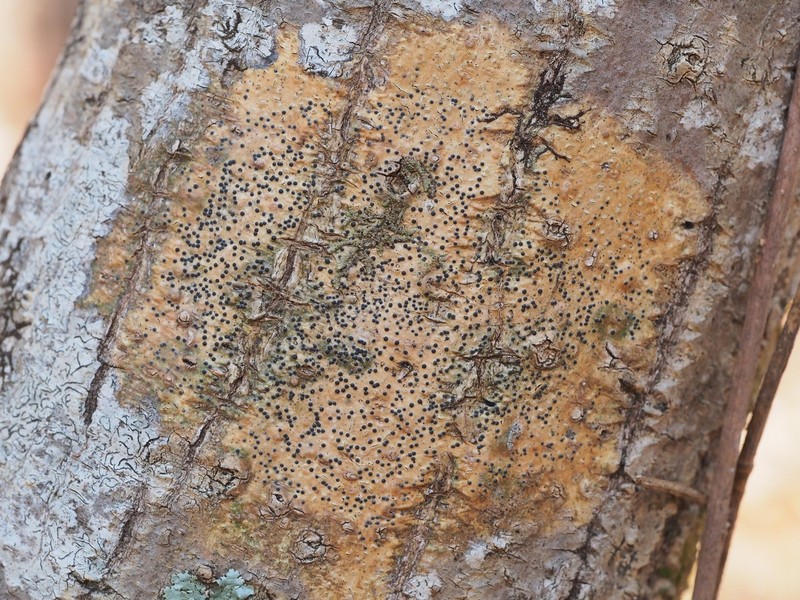 Wart Lichen