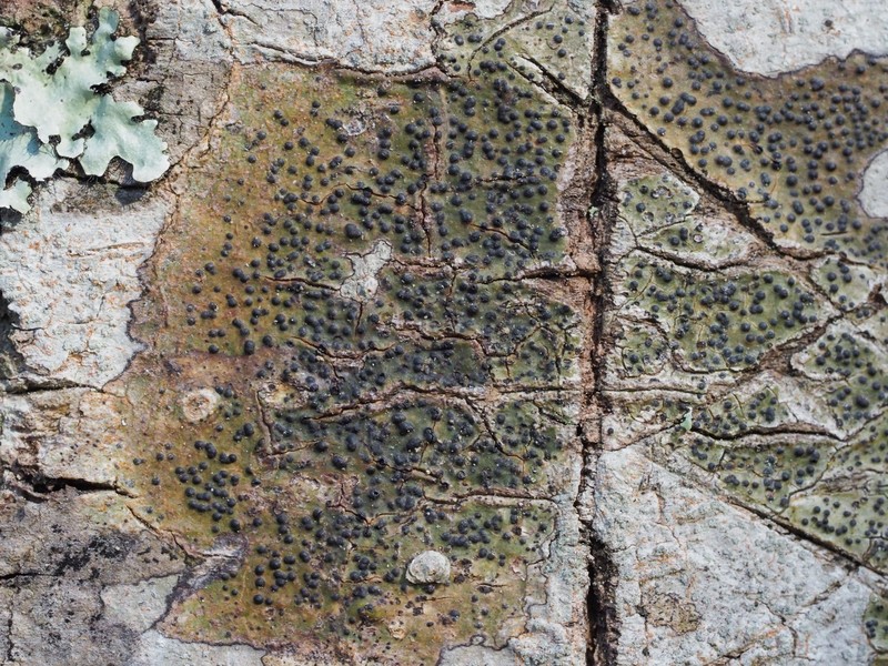 Wart Lichen photo 2