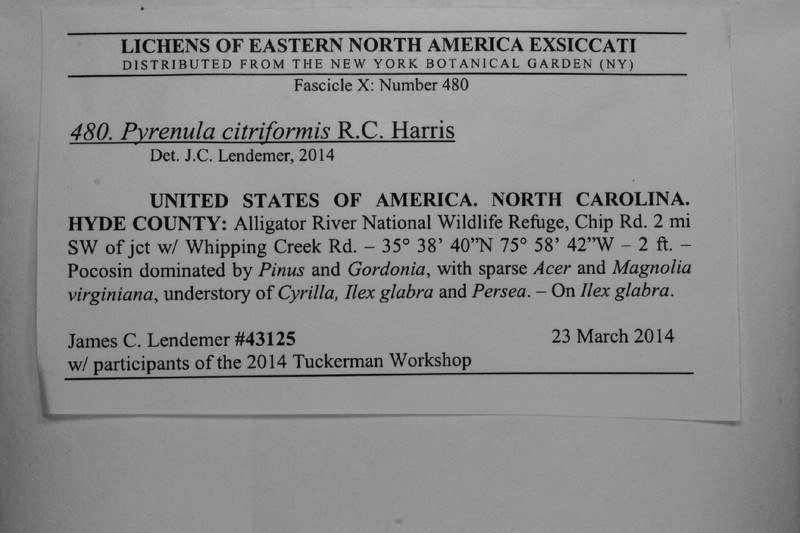 Wart Lichen photo 3