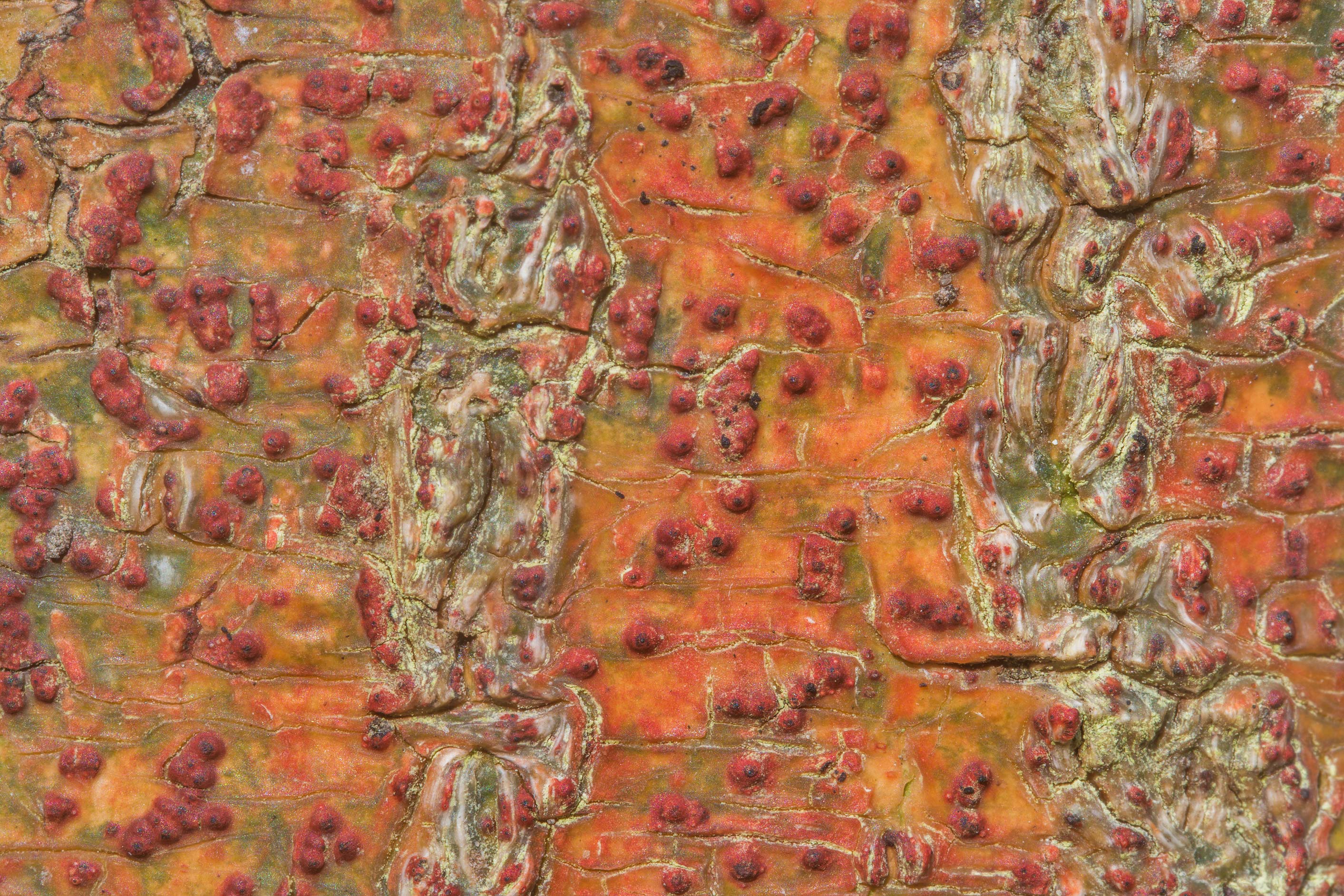 Wart Lichen photo 2