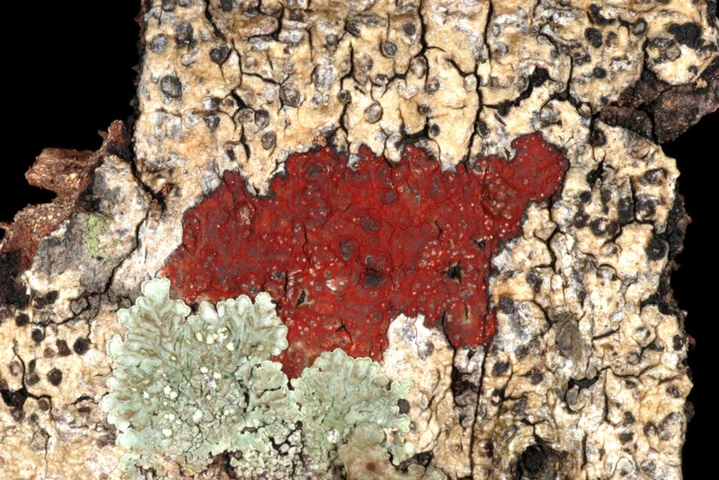 Wart Lichen photo 2