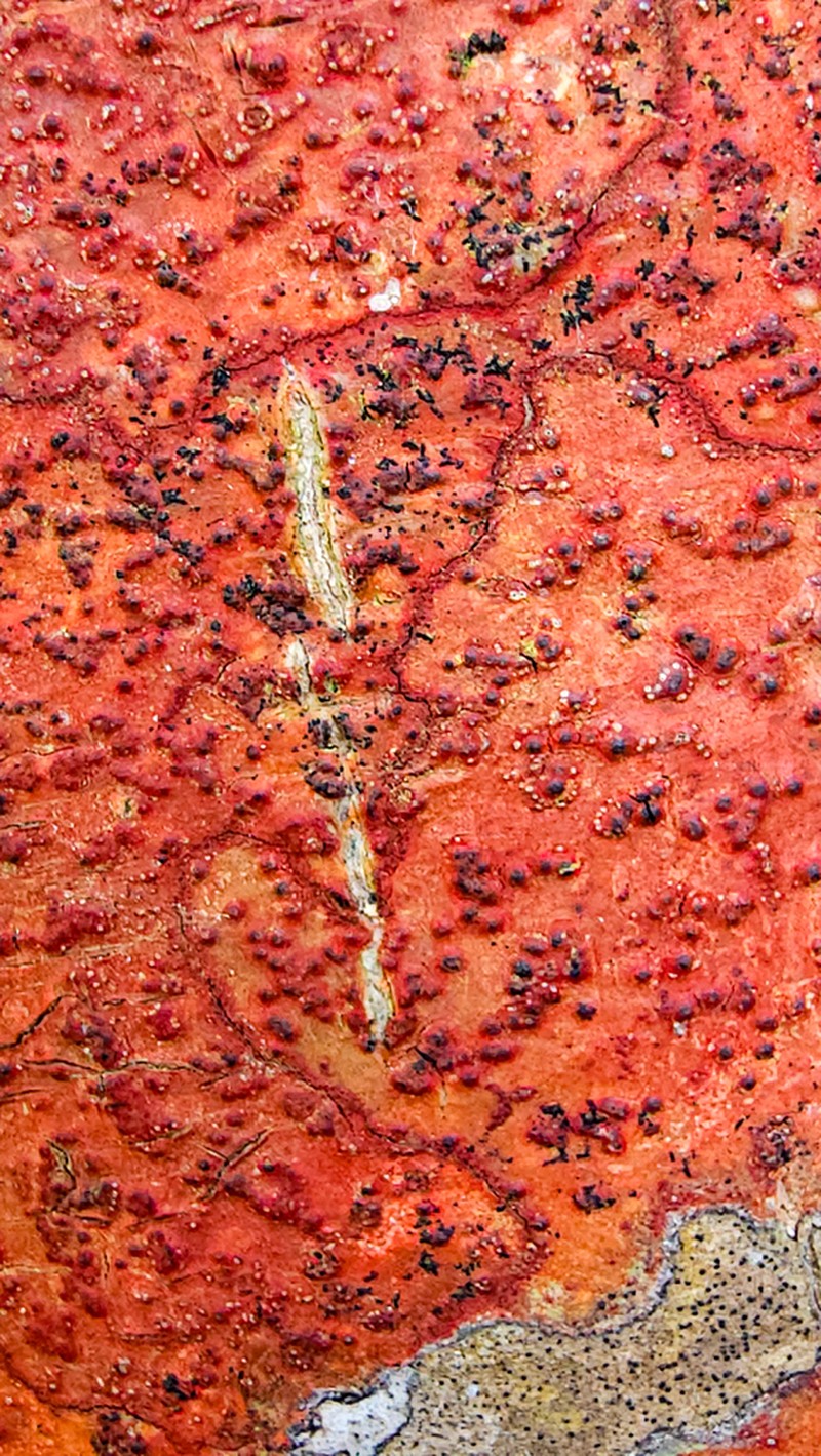 Wart Lichen photo 3