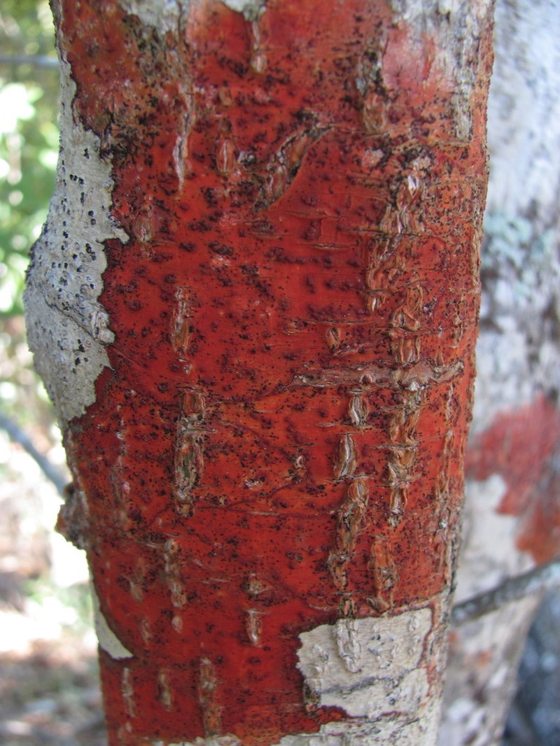 Wart Lichen photo 4