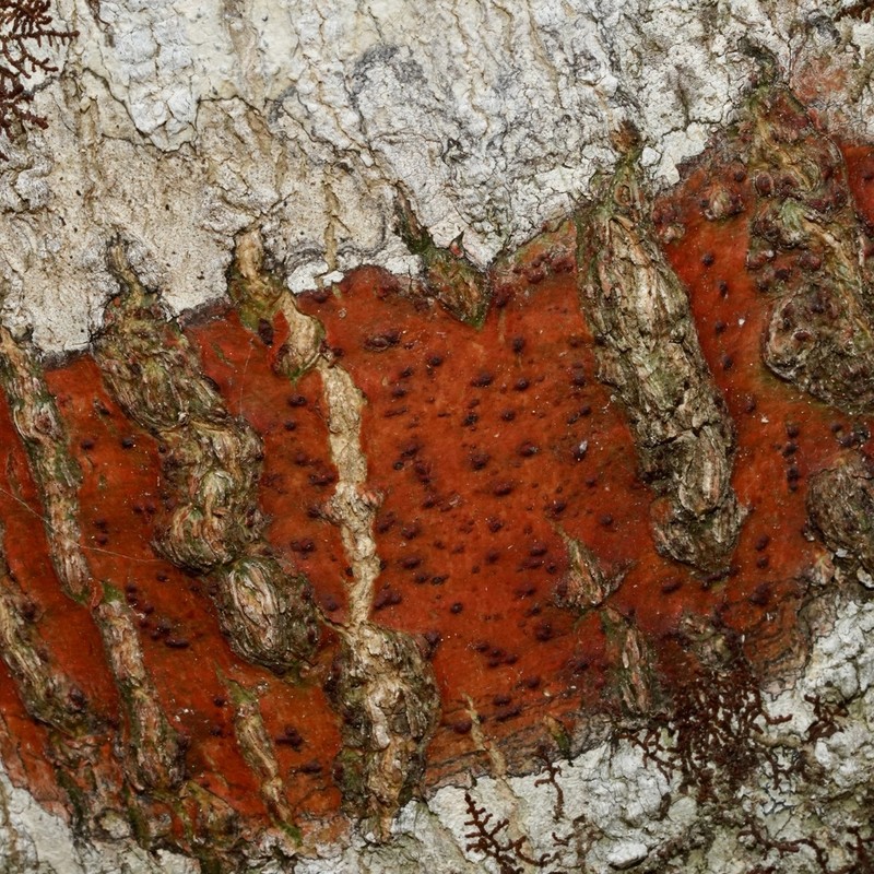 Wart Lichen photo 5