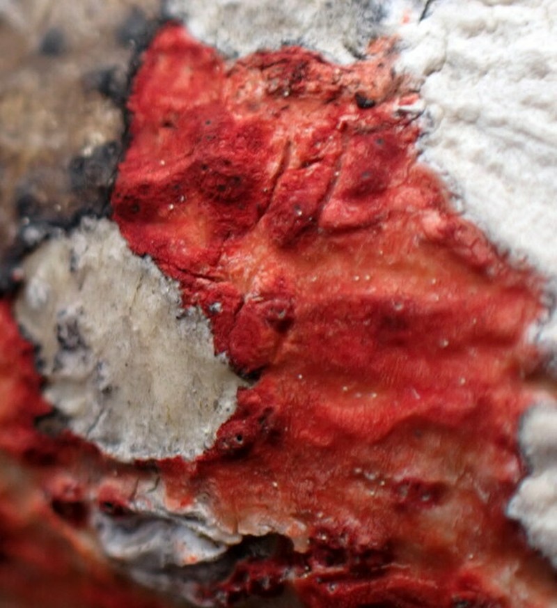 Wart Lichen photo 6