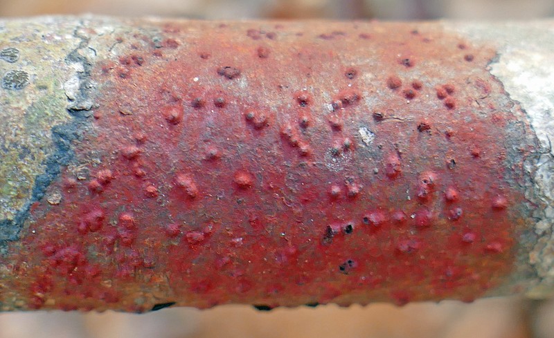 Wart Lichen photo 7