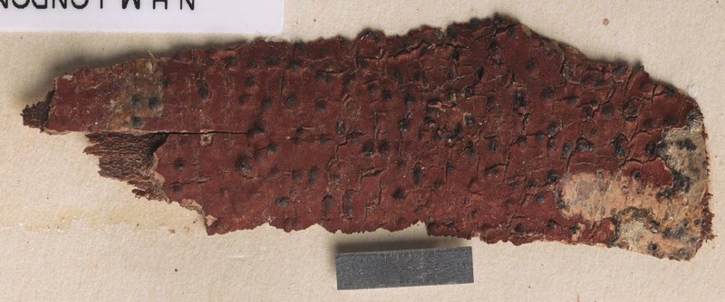 Wart Lichen photo 3