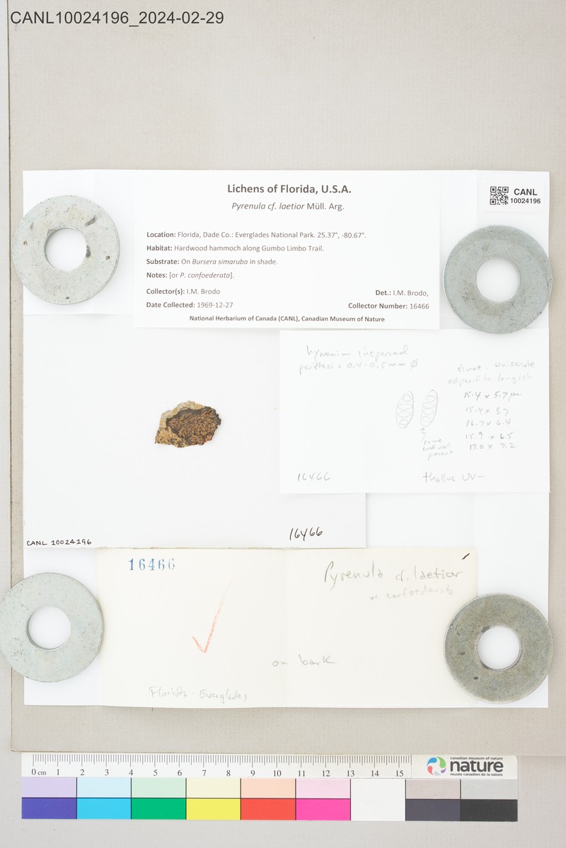 Pyrenula laetior