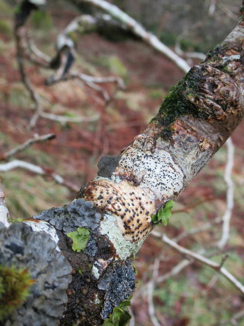 Wart Lichen