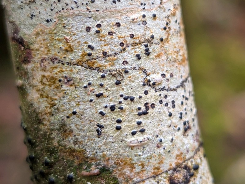 Wart Lichen photo 3