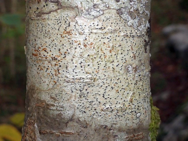 Wart Lichen photo 4