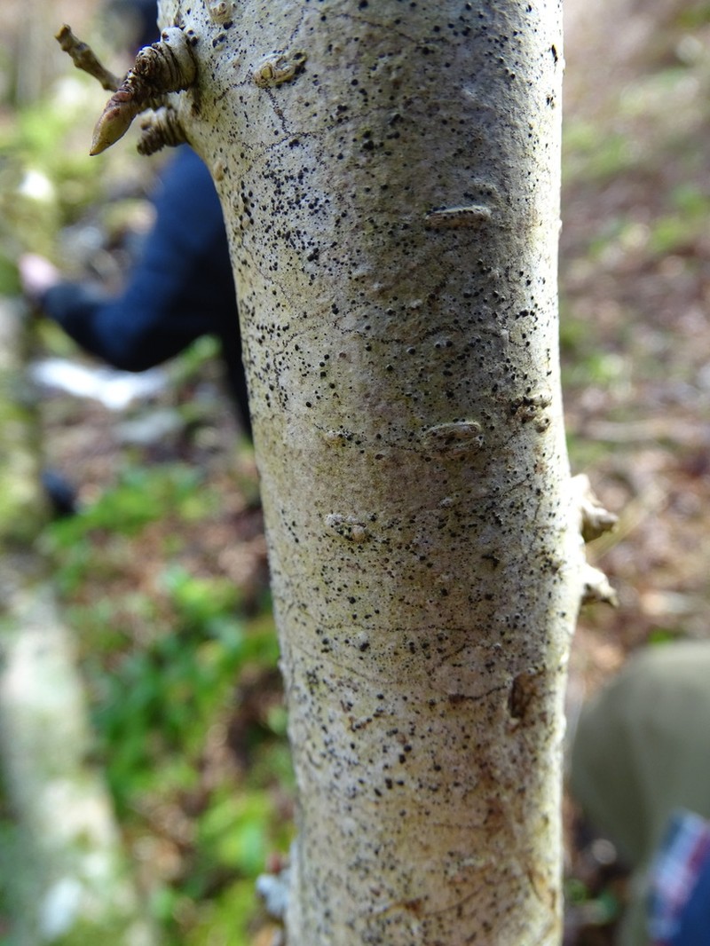 Wart Lichen photo 5