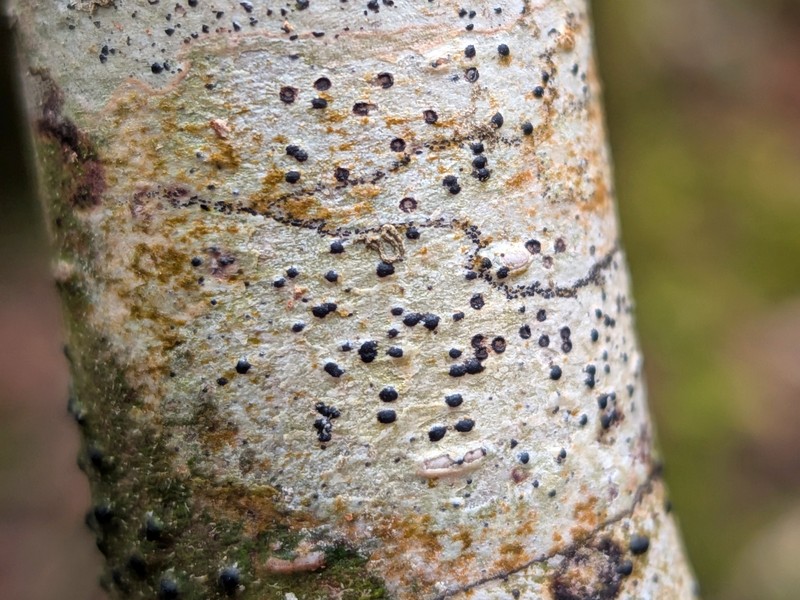 Wart Lichen photo 6