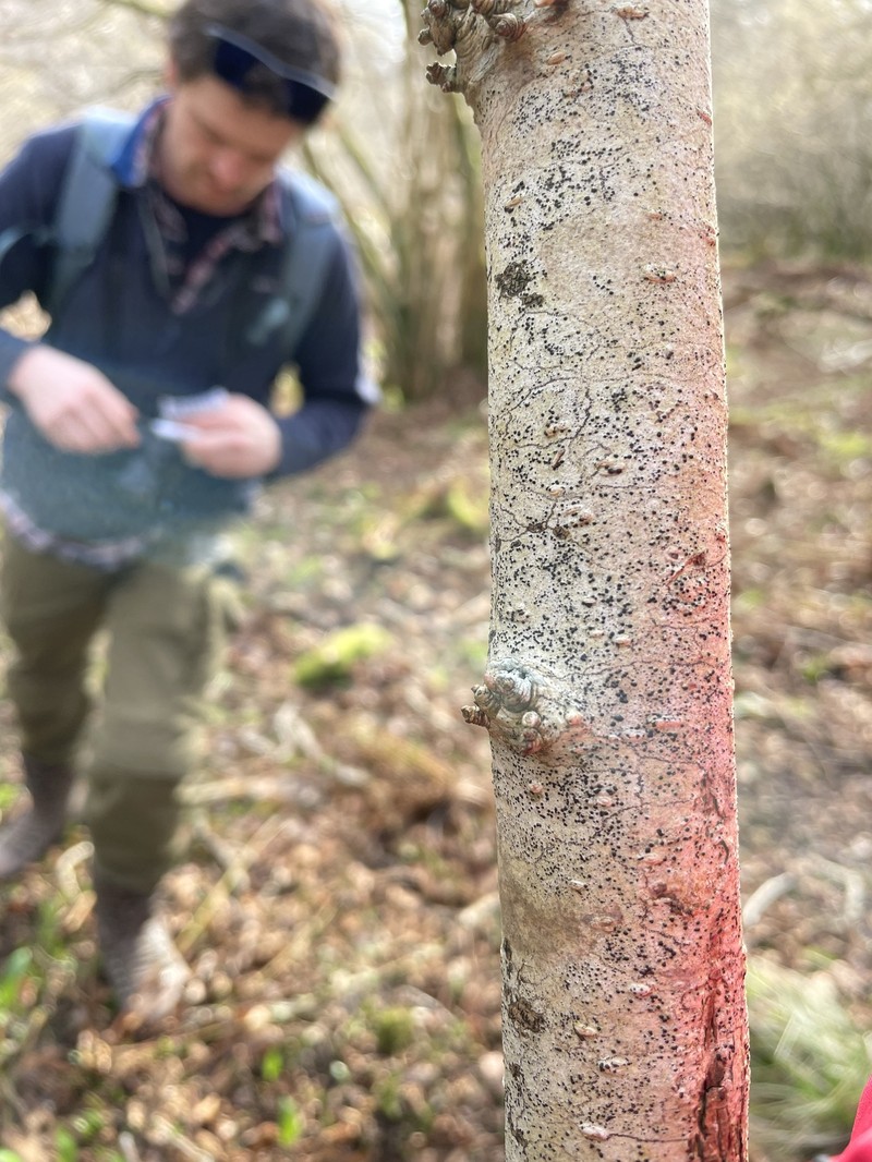 Wart Lichen photo 7
