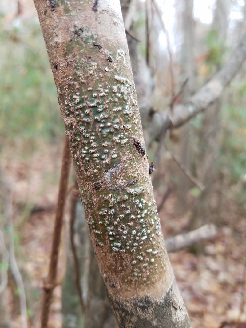 Wart Lichen photo 2