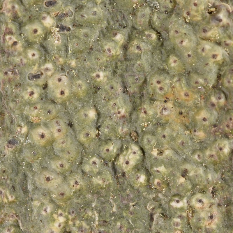 Wart Lichen photo 3