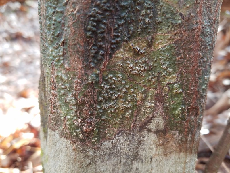 Wart Lichen photo 6