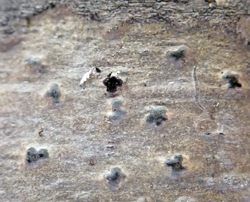 Wart Lichen photo 7