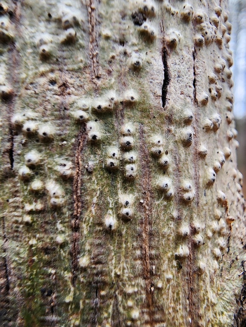 Wart Lichen photo 6