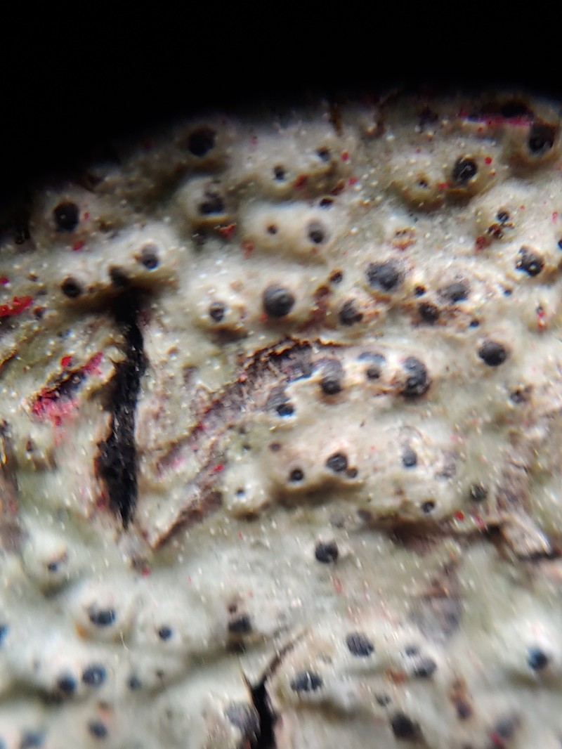 Wart Lichen photo 7