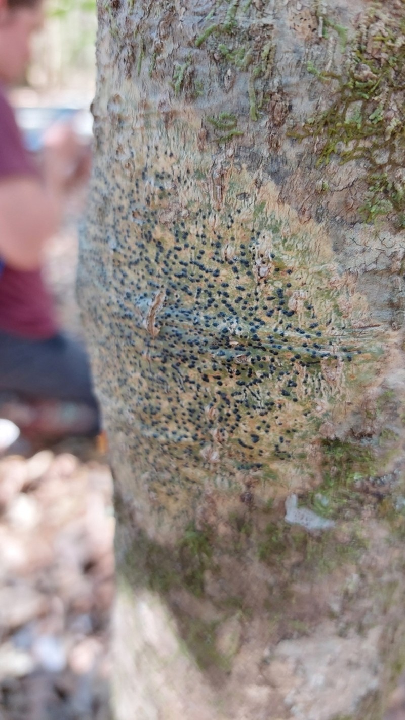 Pyrenula mamillana