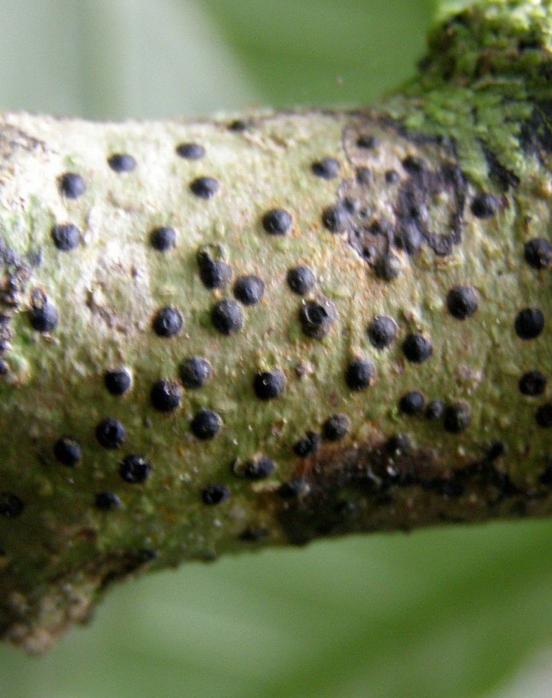 Pyrenula mamillana photo 2