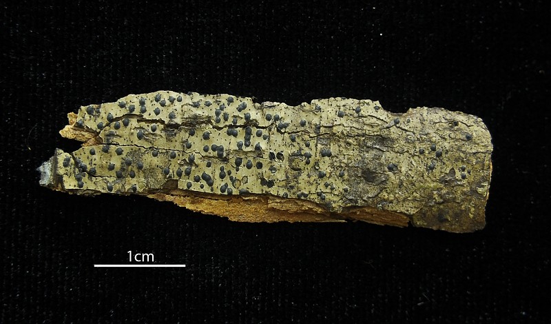 Pyrenula mamillana photo 4