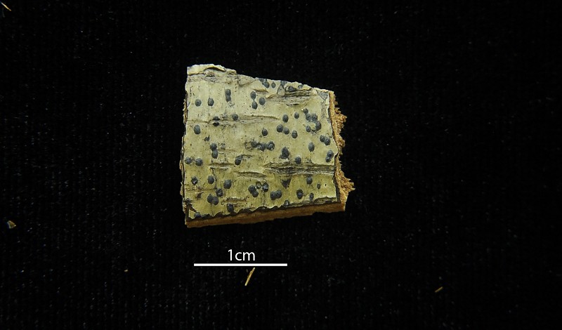 Pyrenula mamillana photo 5