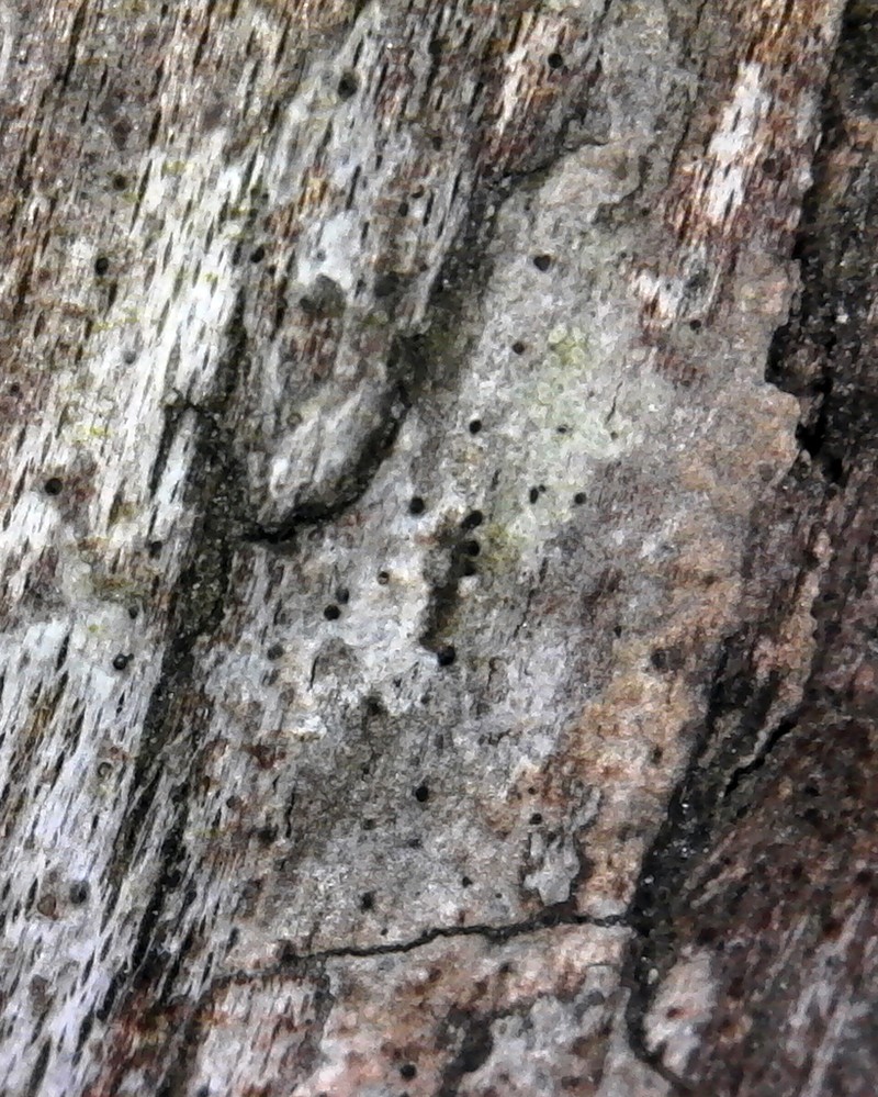 Wart Lichen photo 2