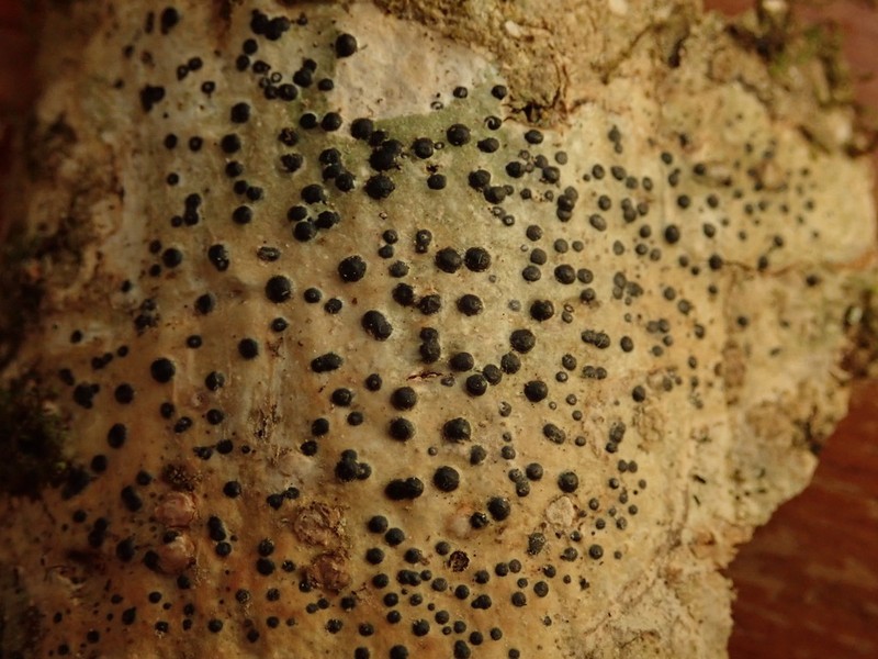Pyrenula nitidula