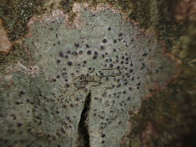 Pyrenula nitidula photo 2