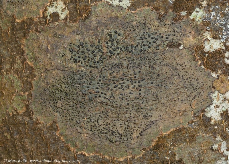Pyrenula nitidula photo 3