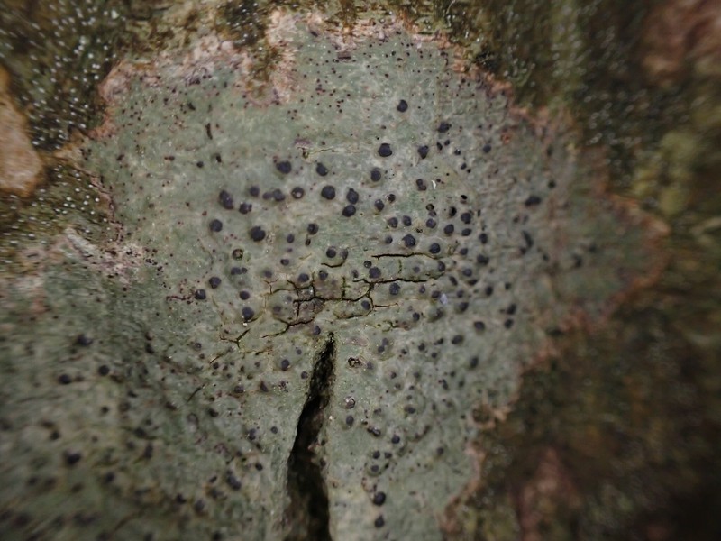 Pyrenula nitidula photo 4