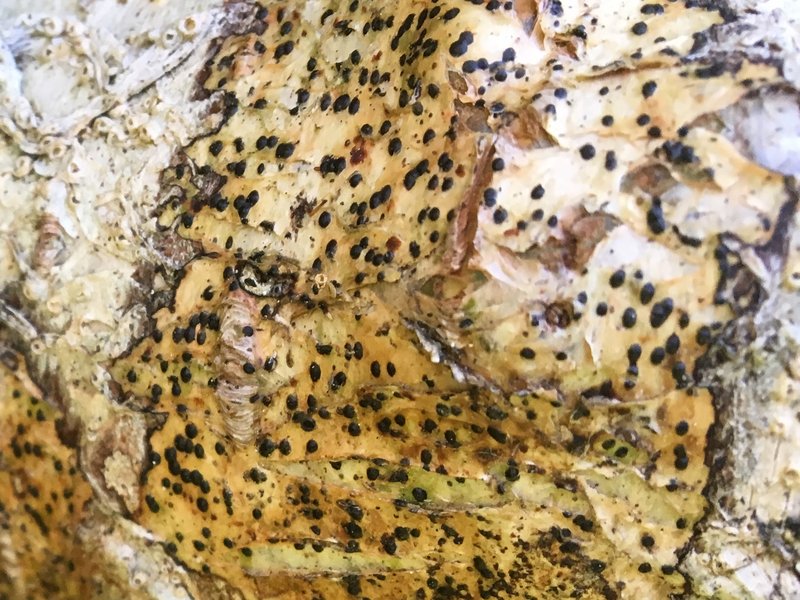 Western Wart Lichen