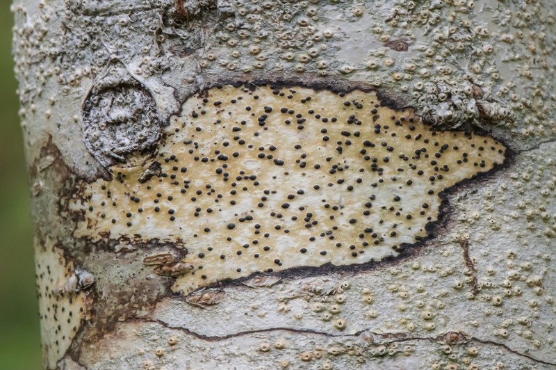 Western Wart Lichen