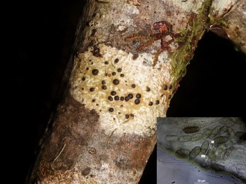 Western Wart Lichen photo 2